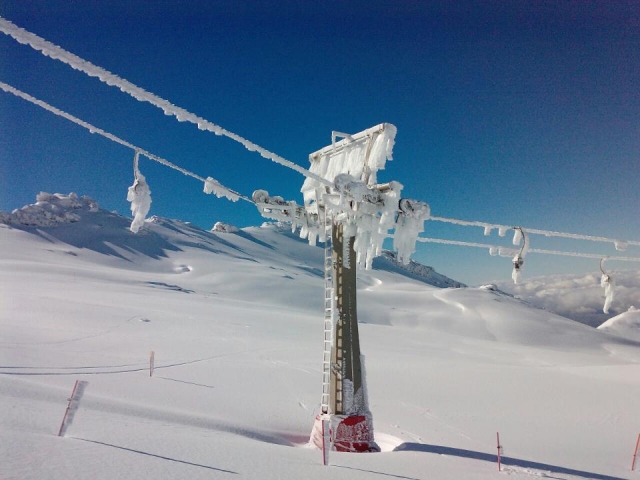 Telesilla nevado